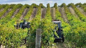 It's harvest time at Woodsoak Wines